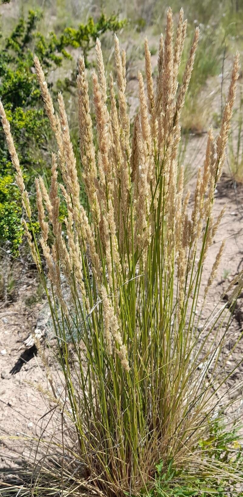 Poa 4