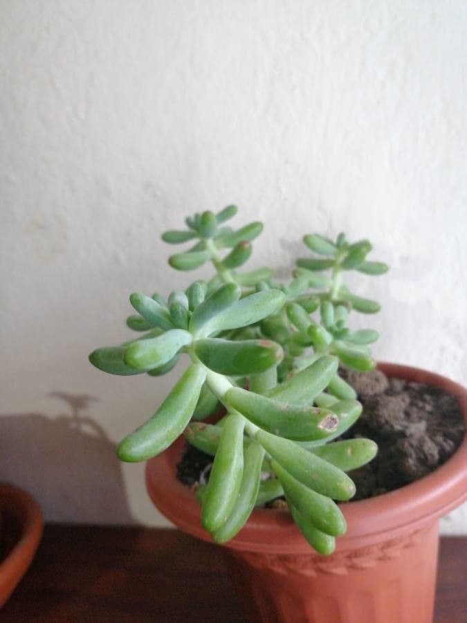 Sedum 4