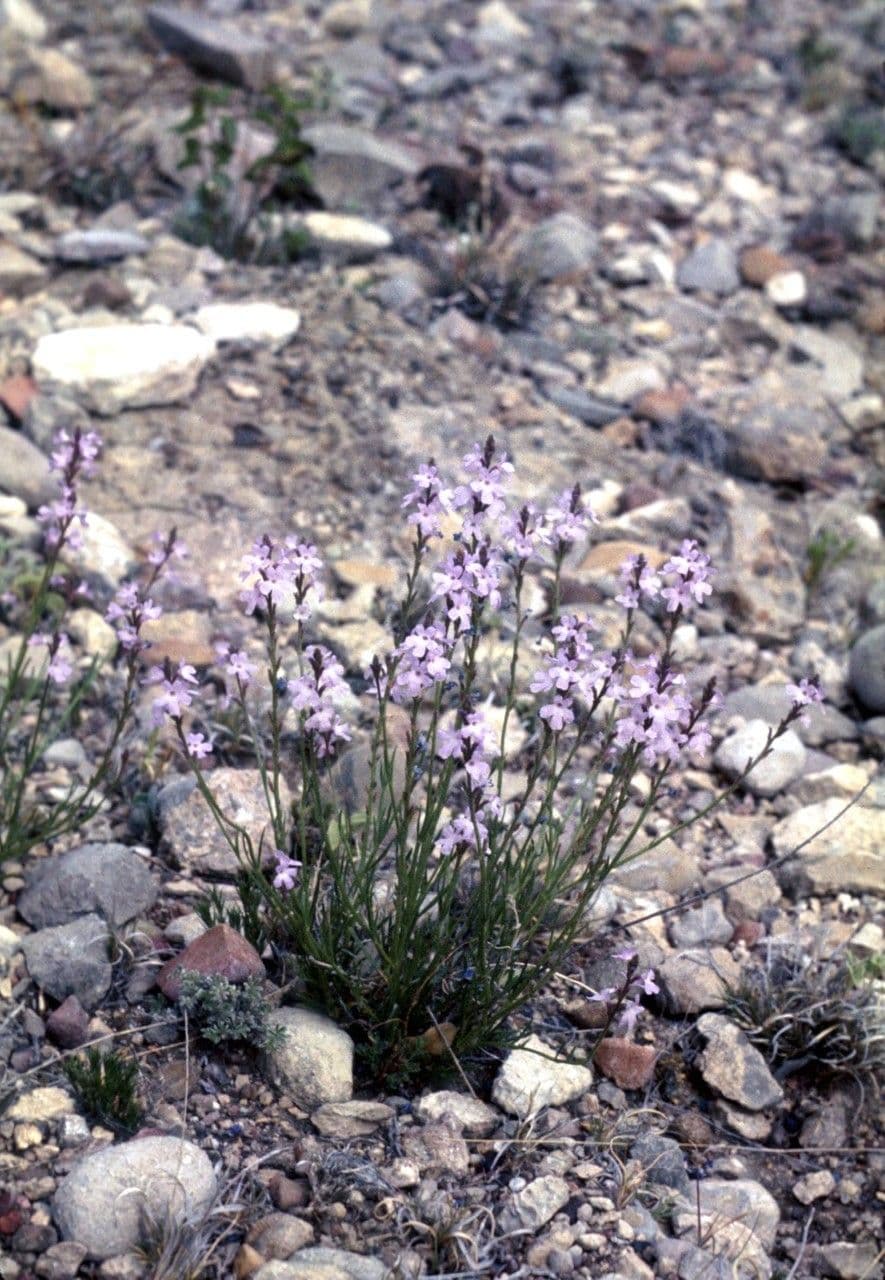 Verbena 2
