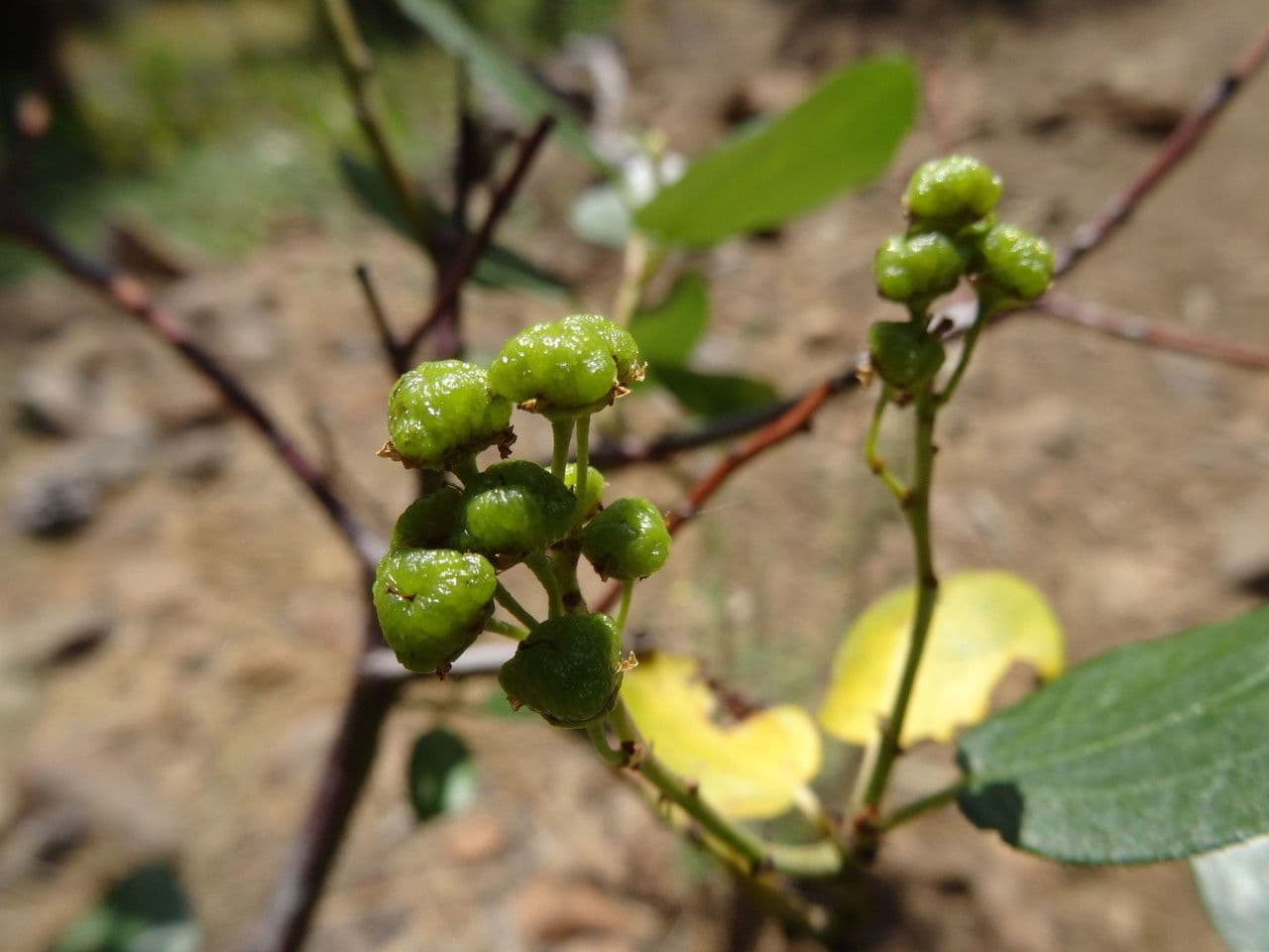 Ceanothus sametový 2