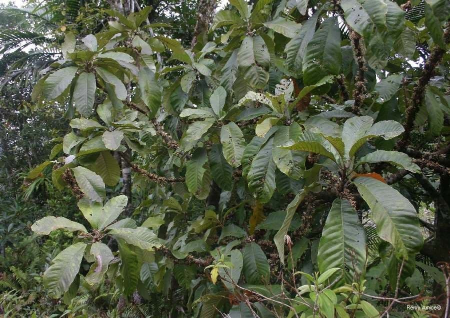 Pycnandra balansae 10