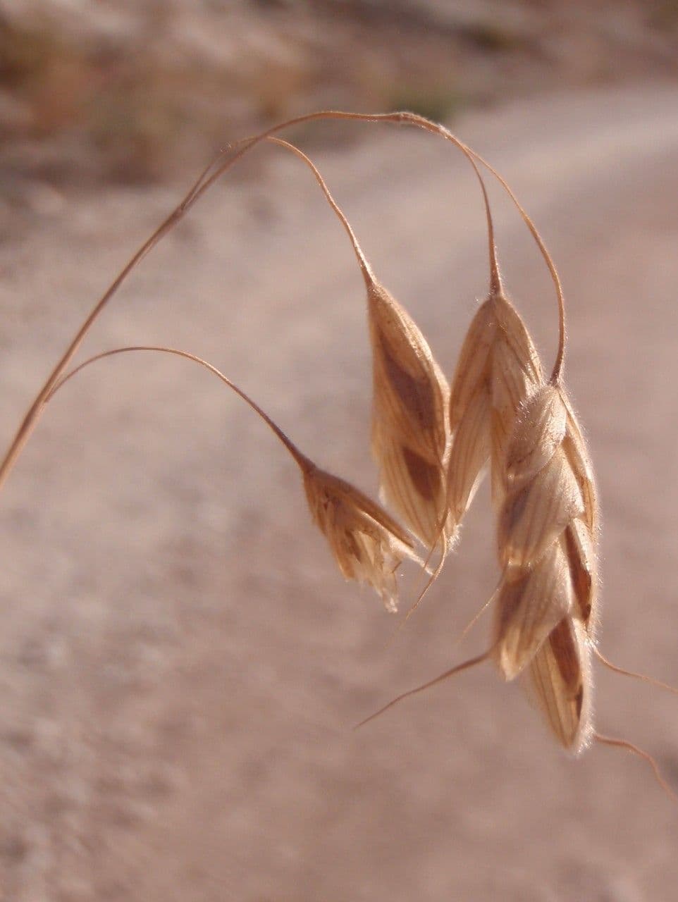 Bromus squarrosus 10