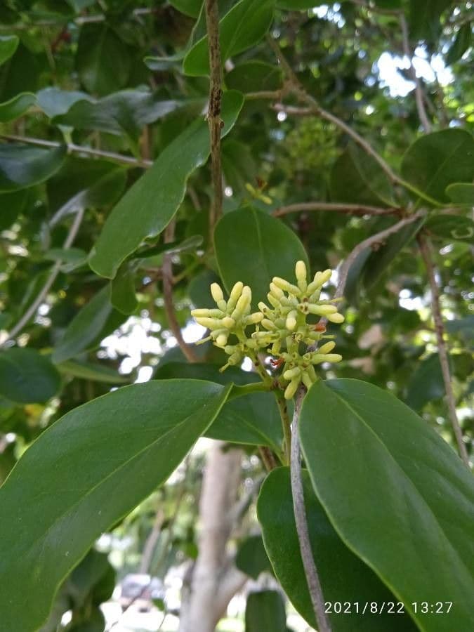 Gnetum gnemon 28