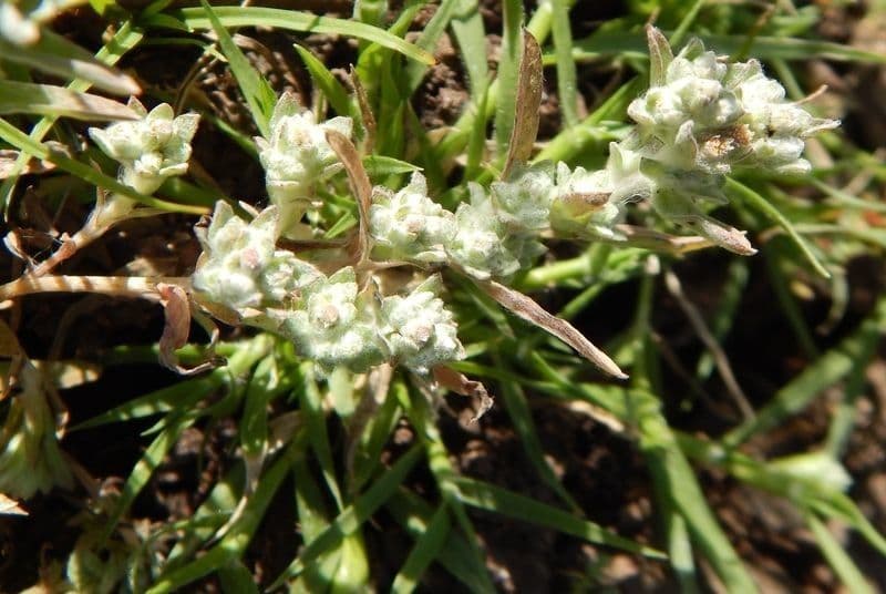 Diaperia verna