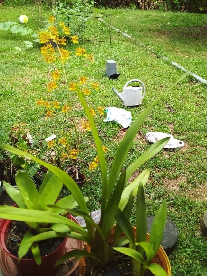 Oncidium 8
