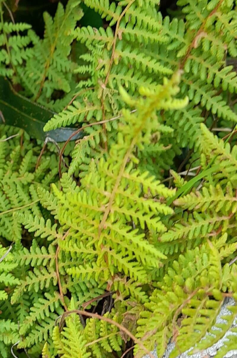 Woodsia 3