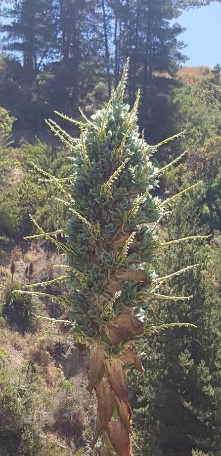 Puya 6