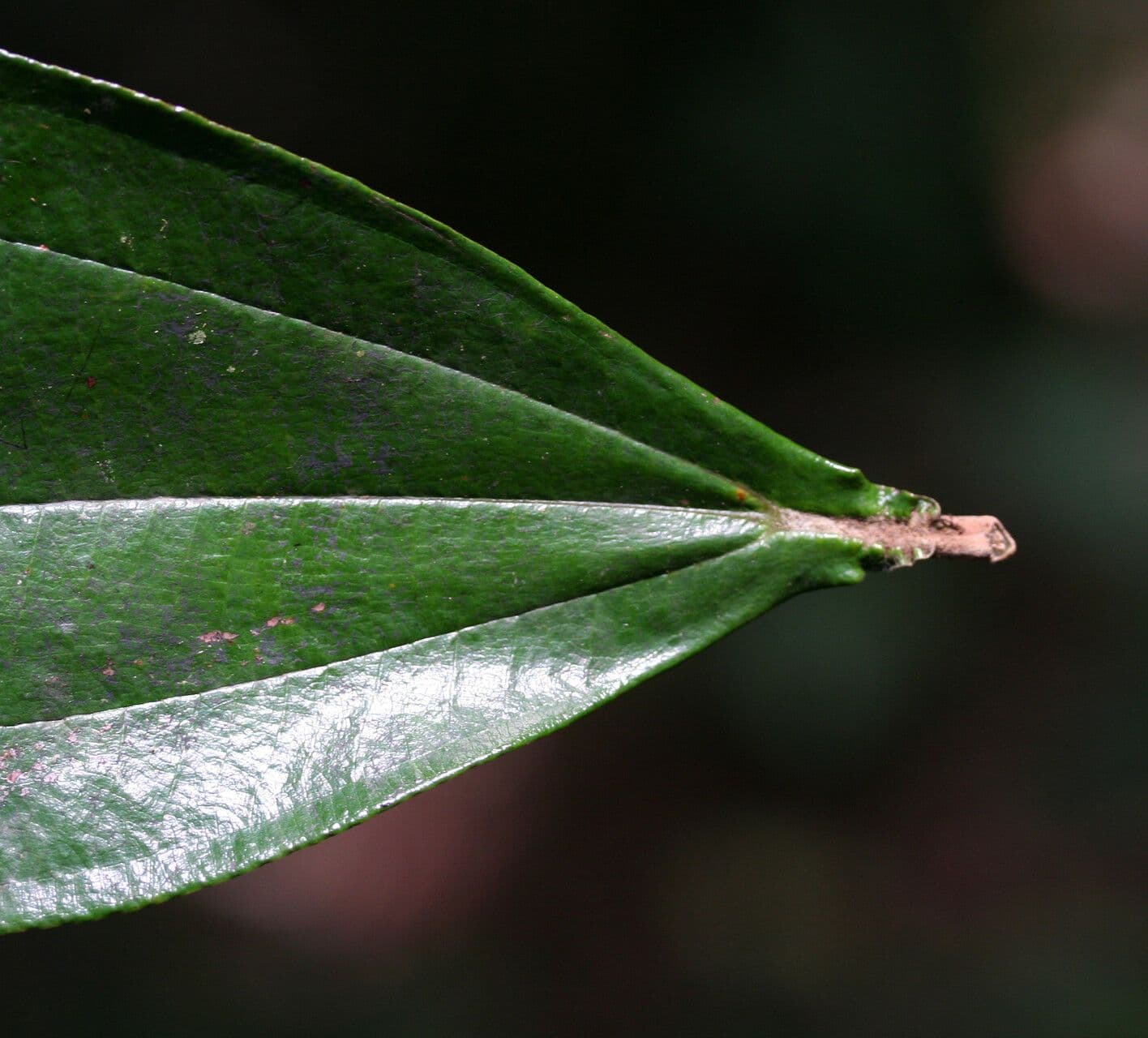 Miconia 8