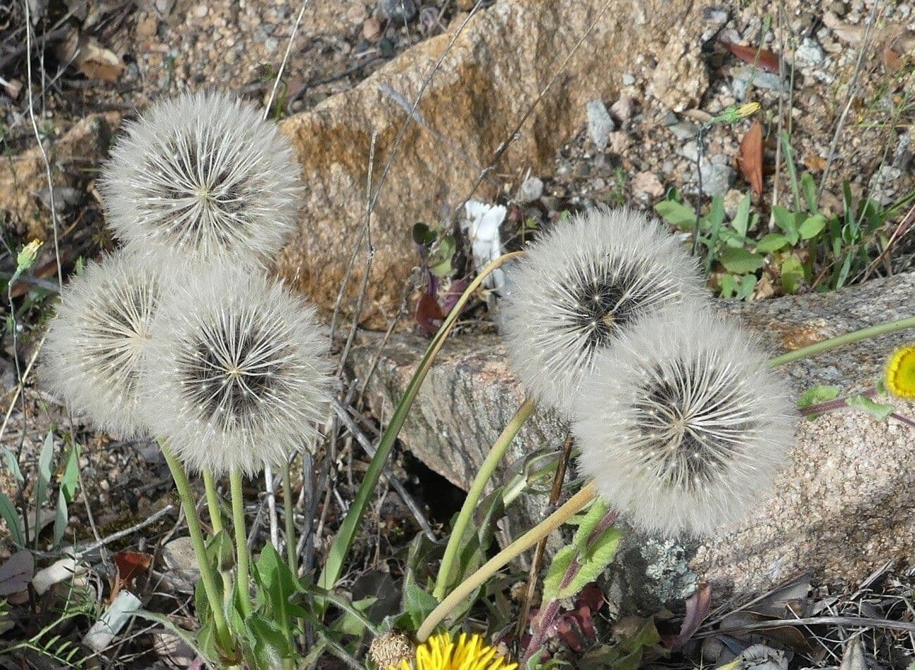 Pulicaria odora