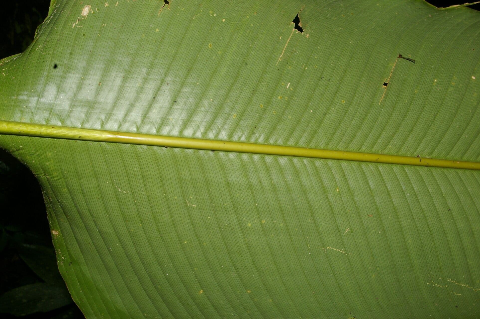 Calathea 6