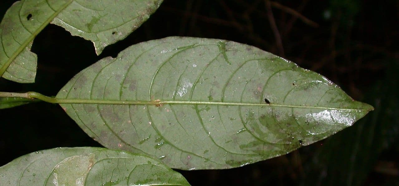 Cestrum 16