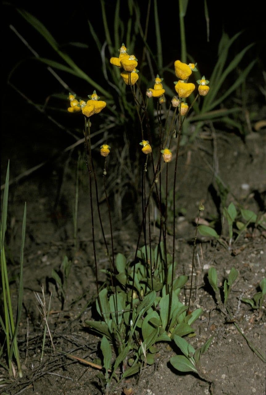 Scarpetta biflora 4