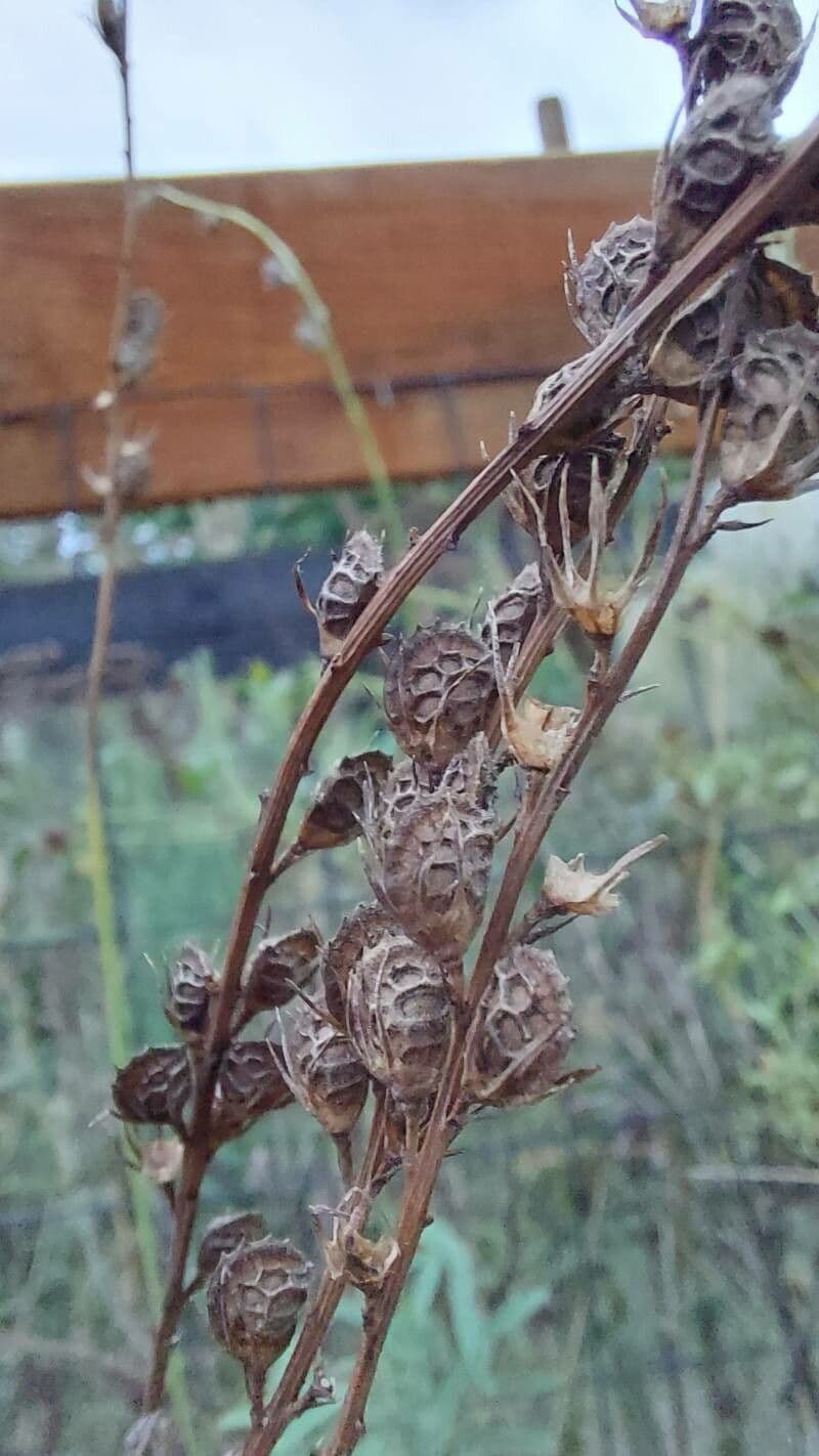 Vičenec ligrus 25