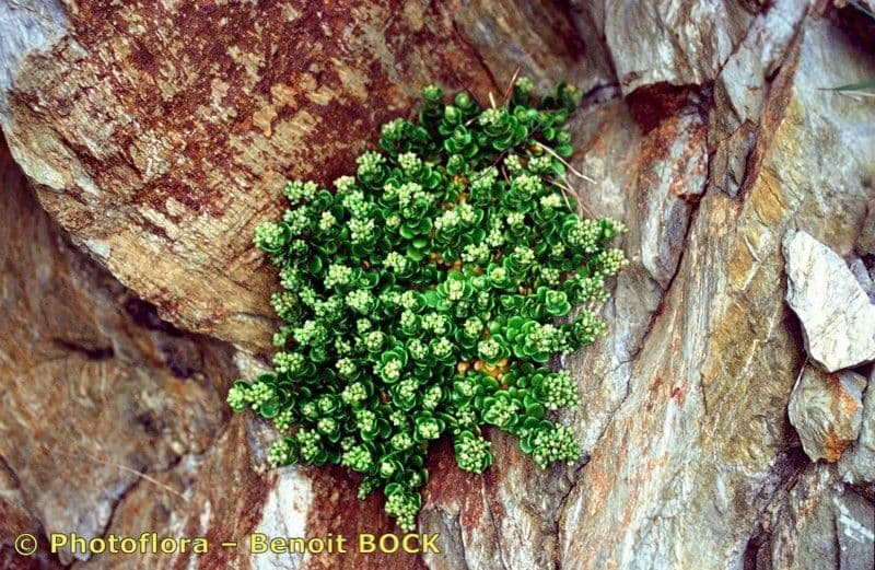 Polycarpon 17