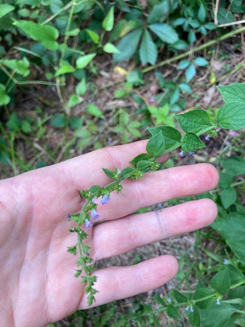Salvia 11