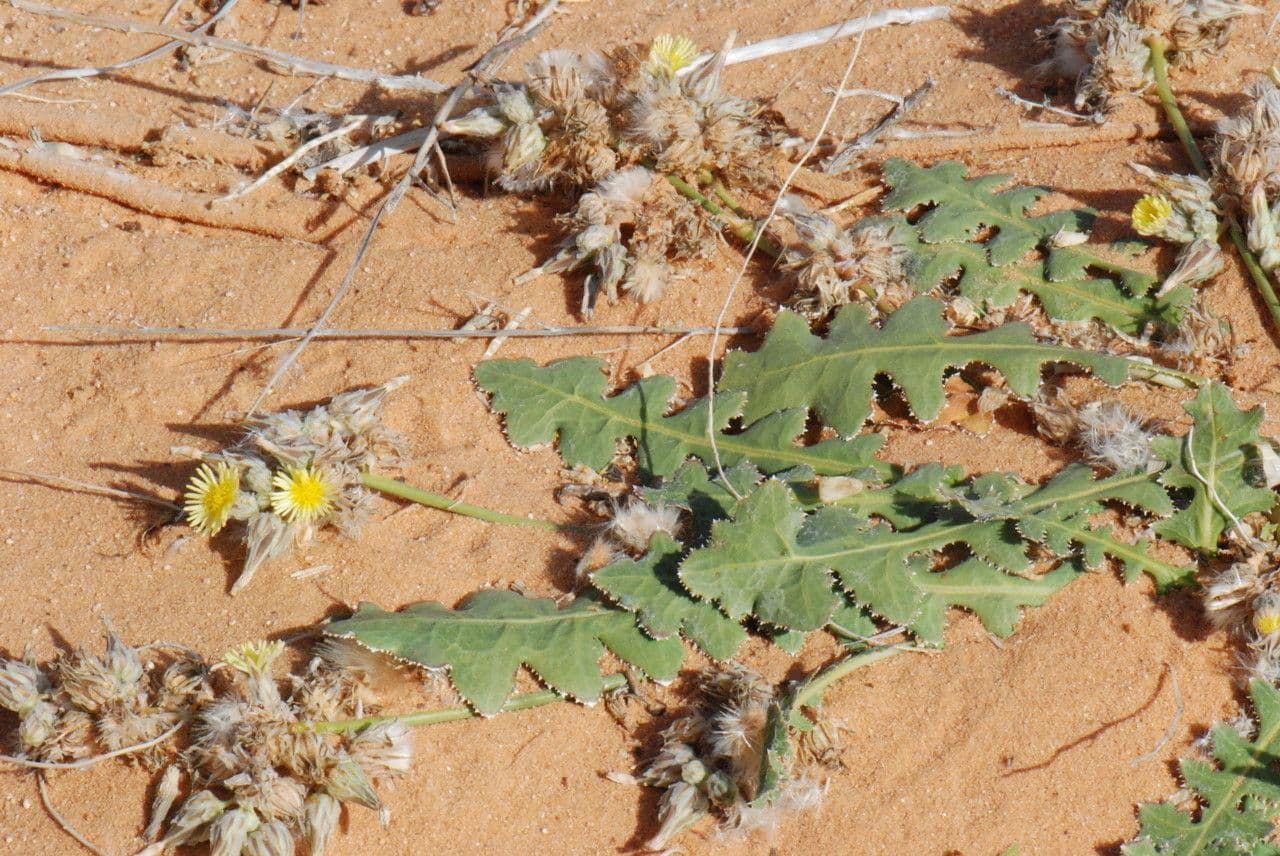 Launaea 14