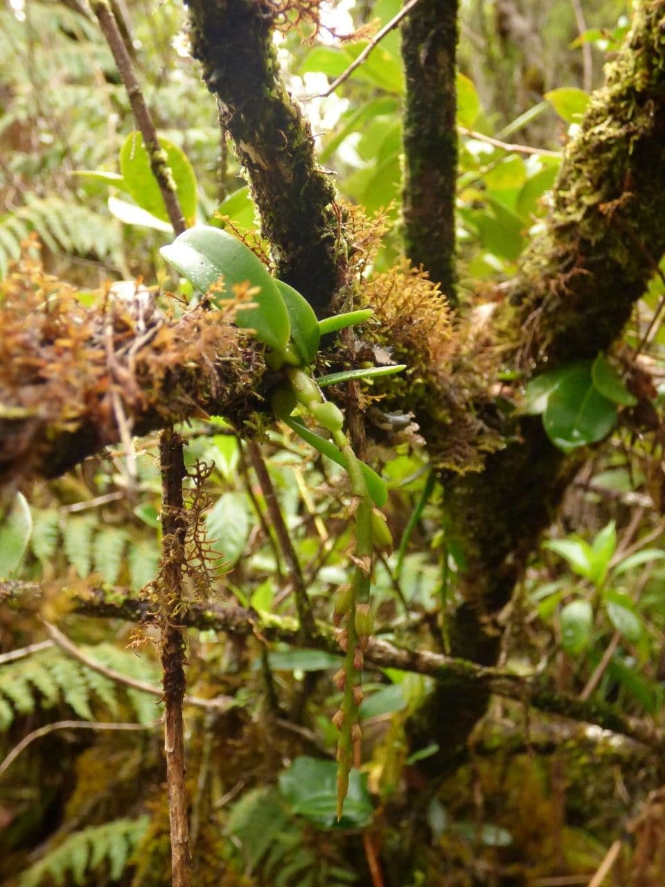Bulbophyllum 12