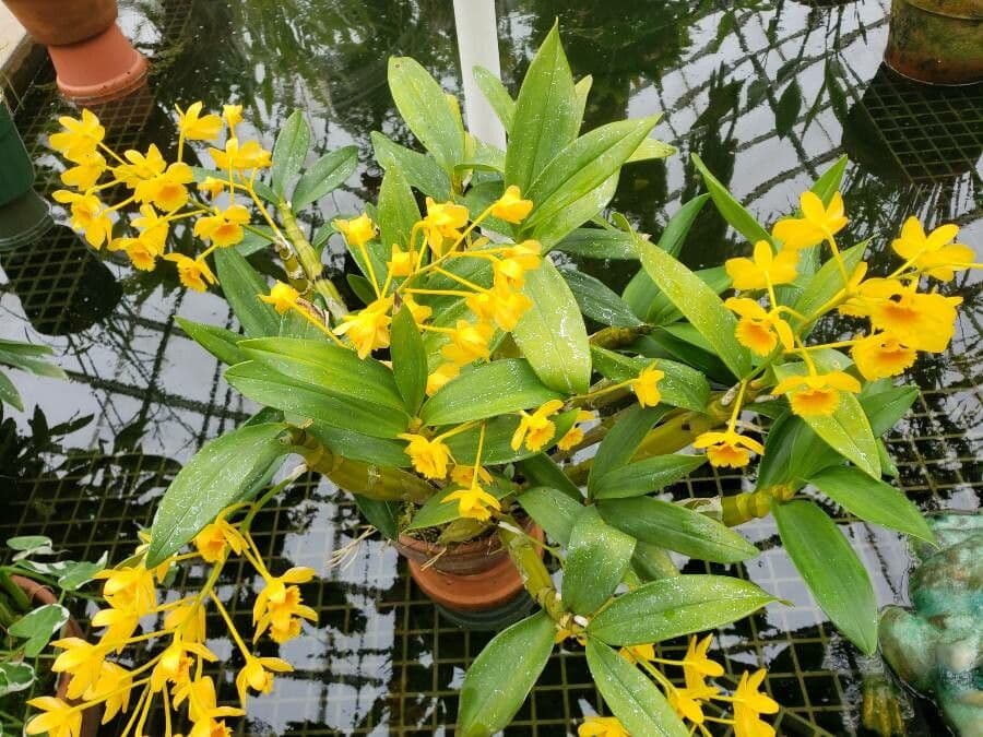 Dendrobium 2