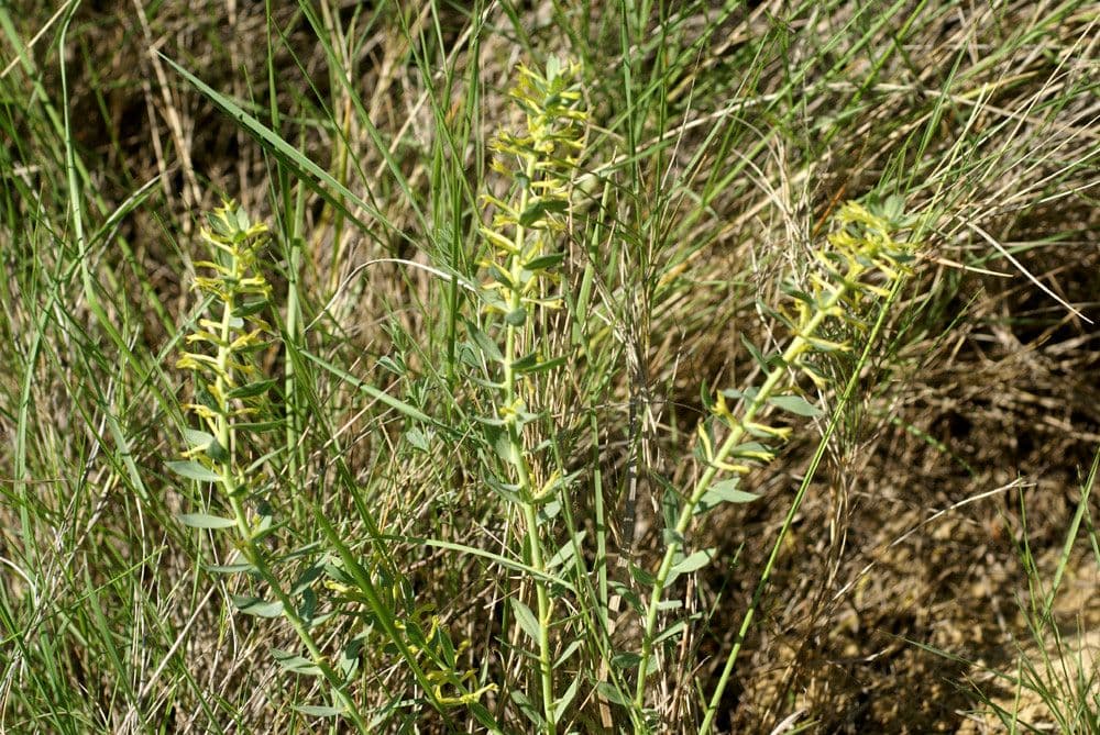 Thymelaea sanamunda 7