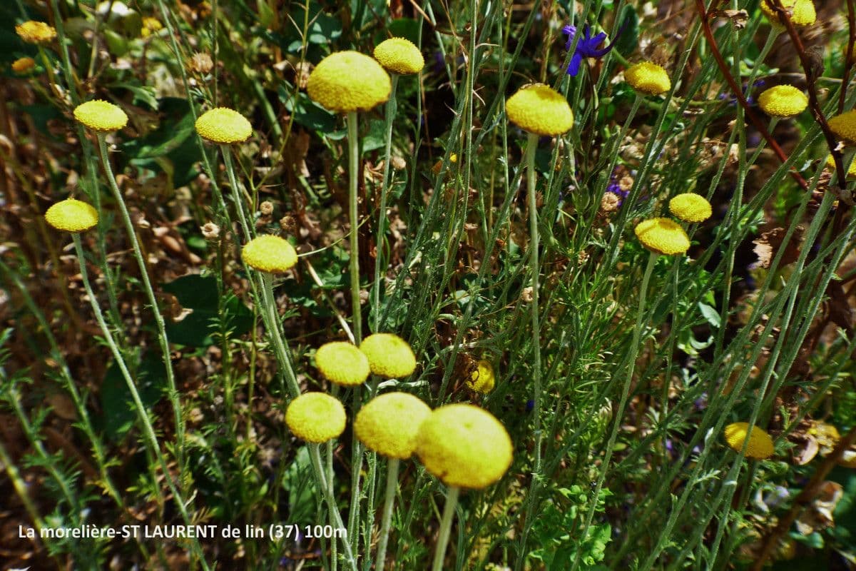 Cotula anthemoides