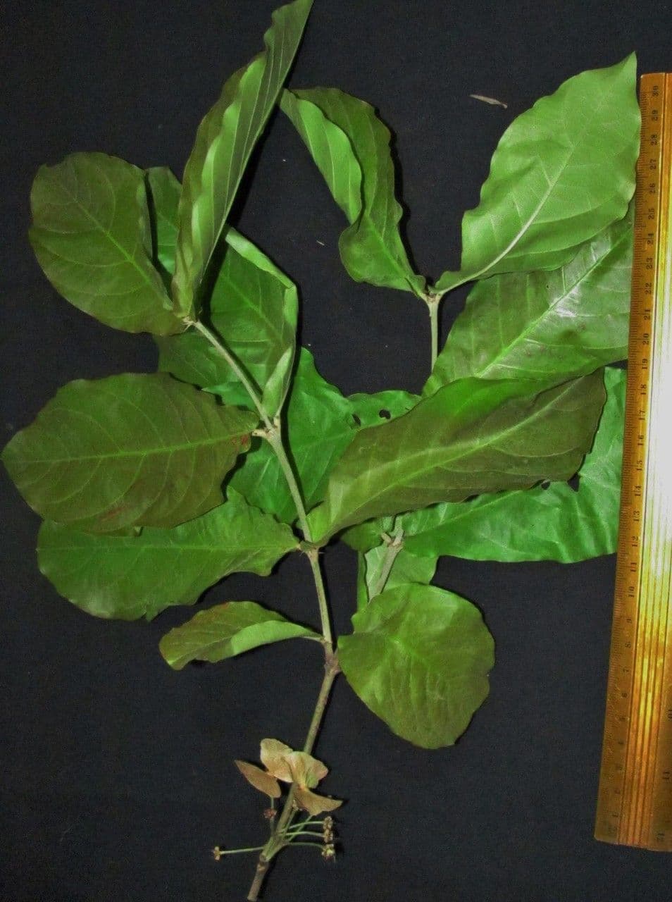 Hiraea reclinata 4