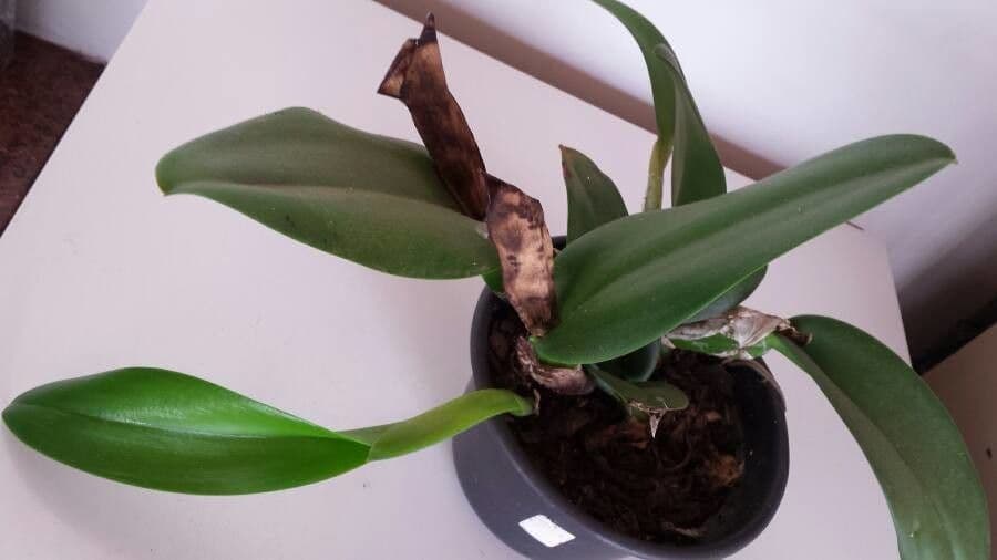 Orchidea ombrello pallida 16