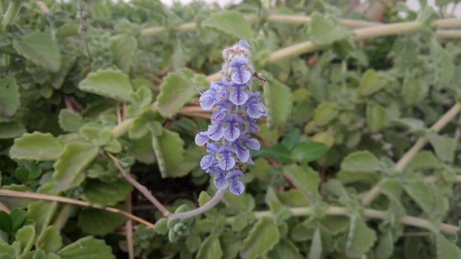 Plectranthus 3