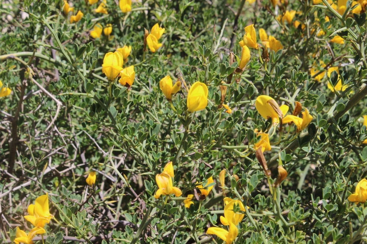 Calicotome spinosa 8