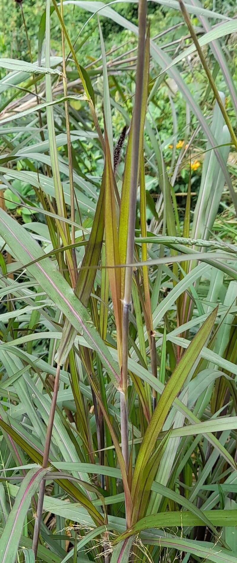 Erba fontana viola 18