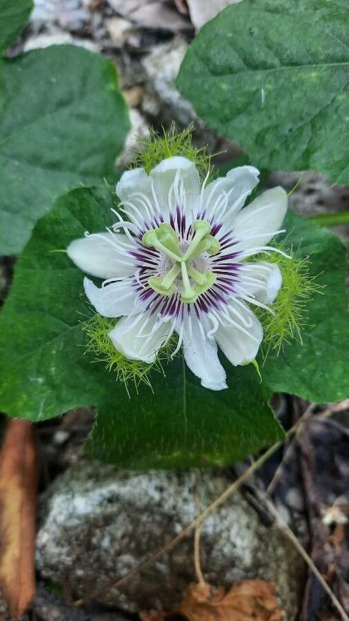 Passiflora fetida 10