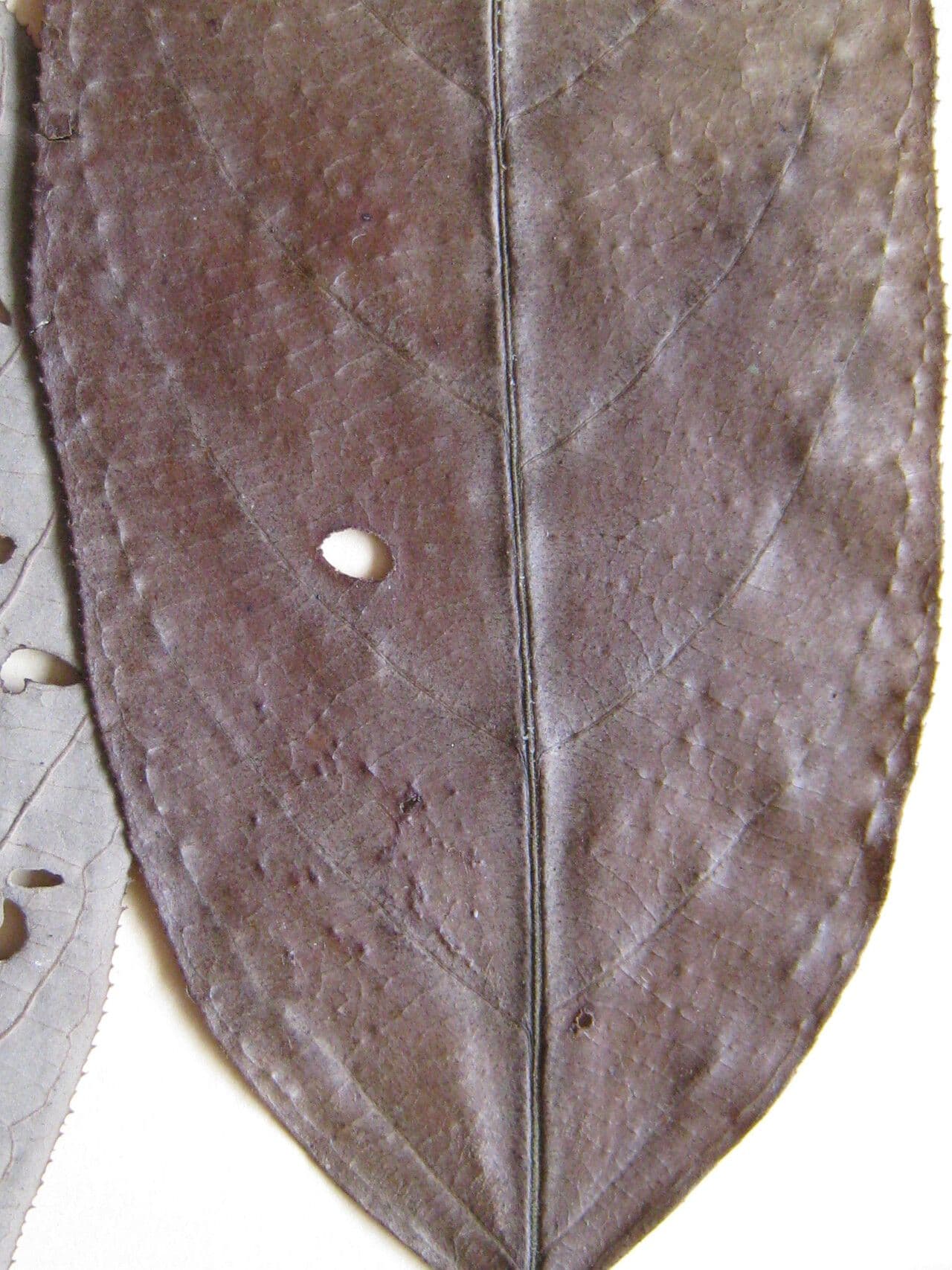 Casearia 20