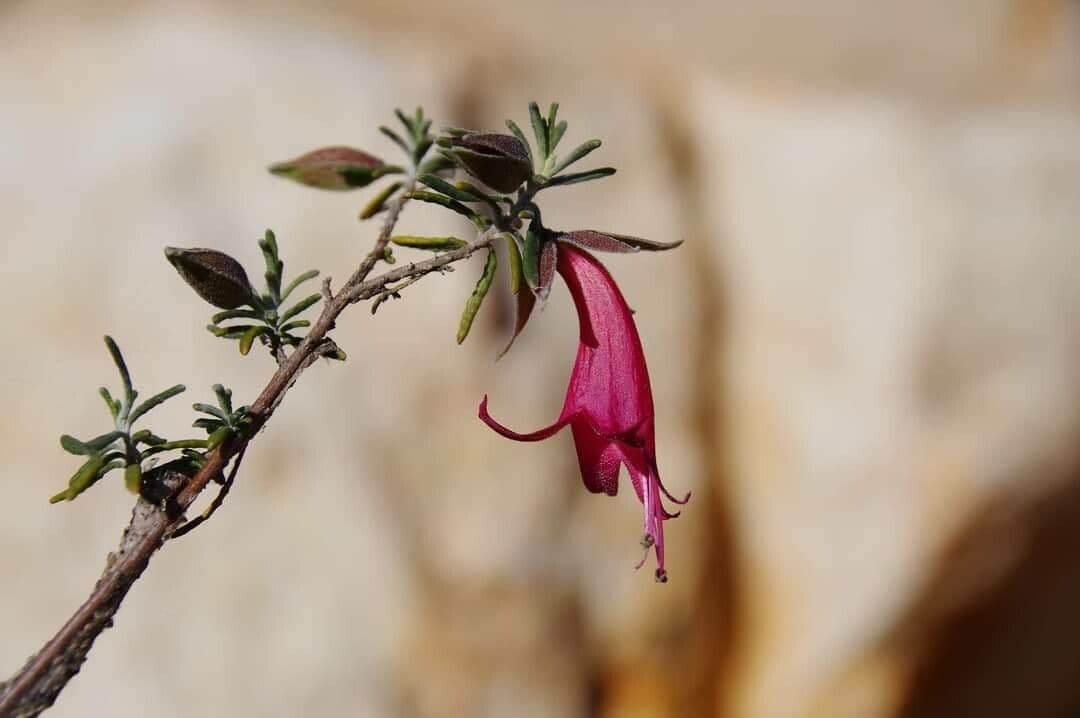 Eremophila latrobei 3
