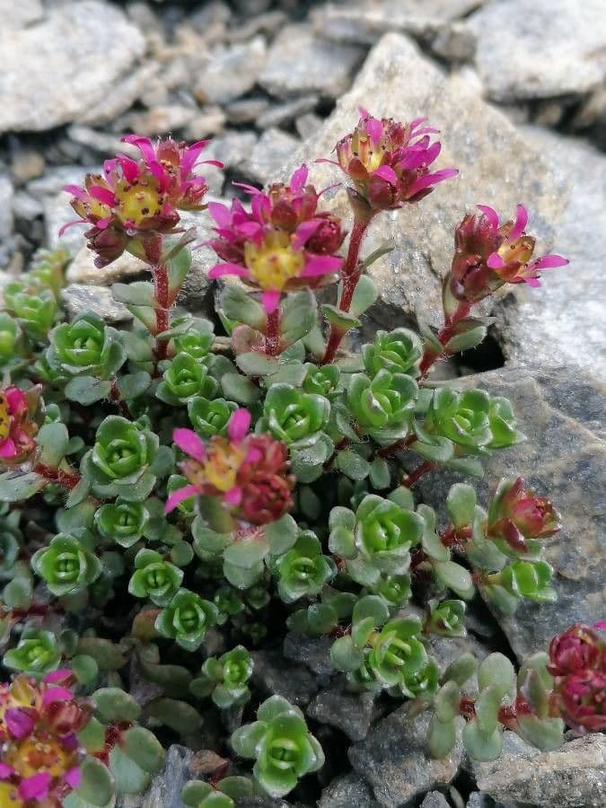 Sassifraga biflora 14