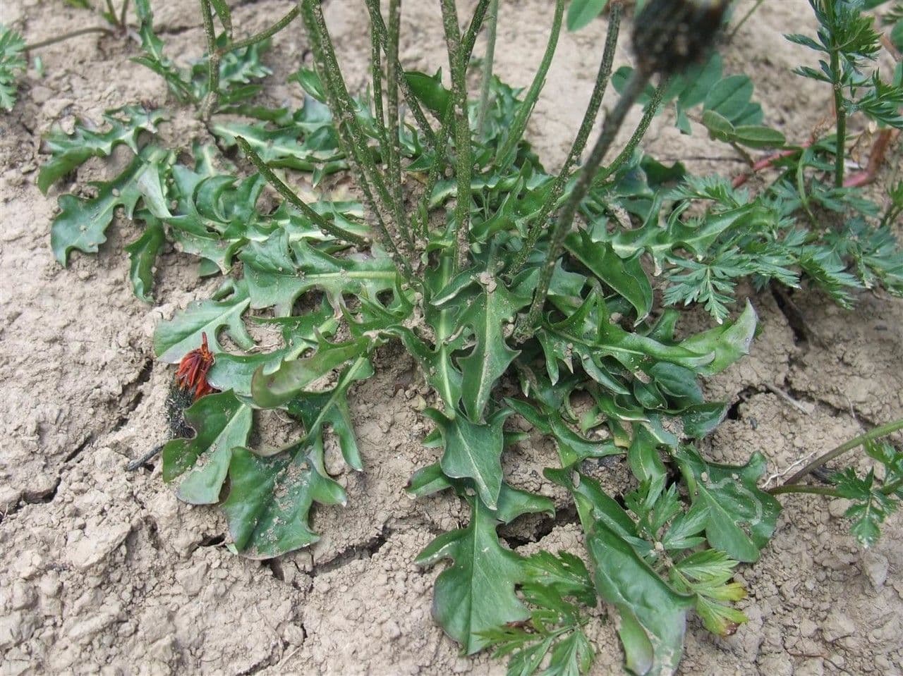 Crepis aurea 13