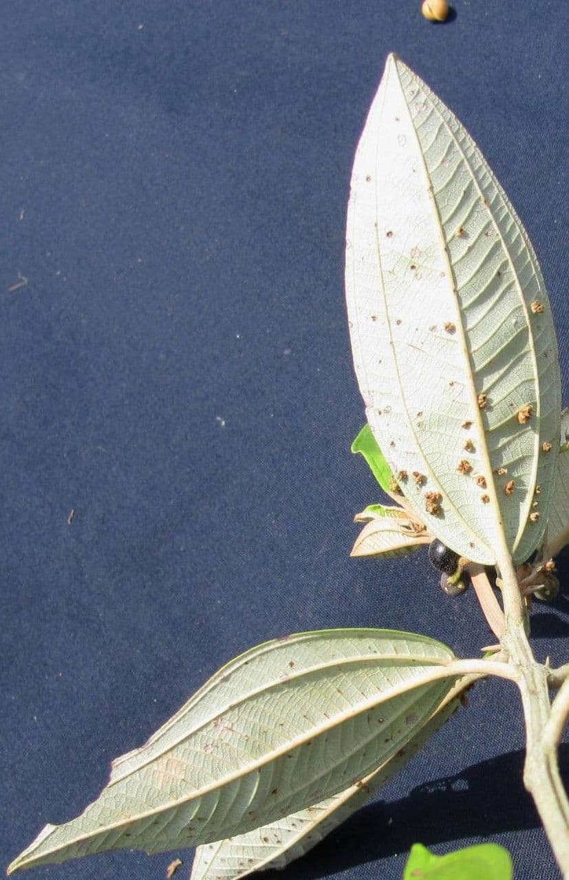 Miconia stenostachya 3