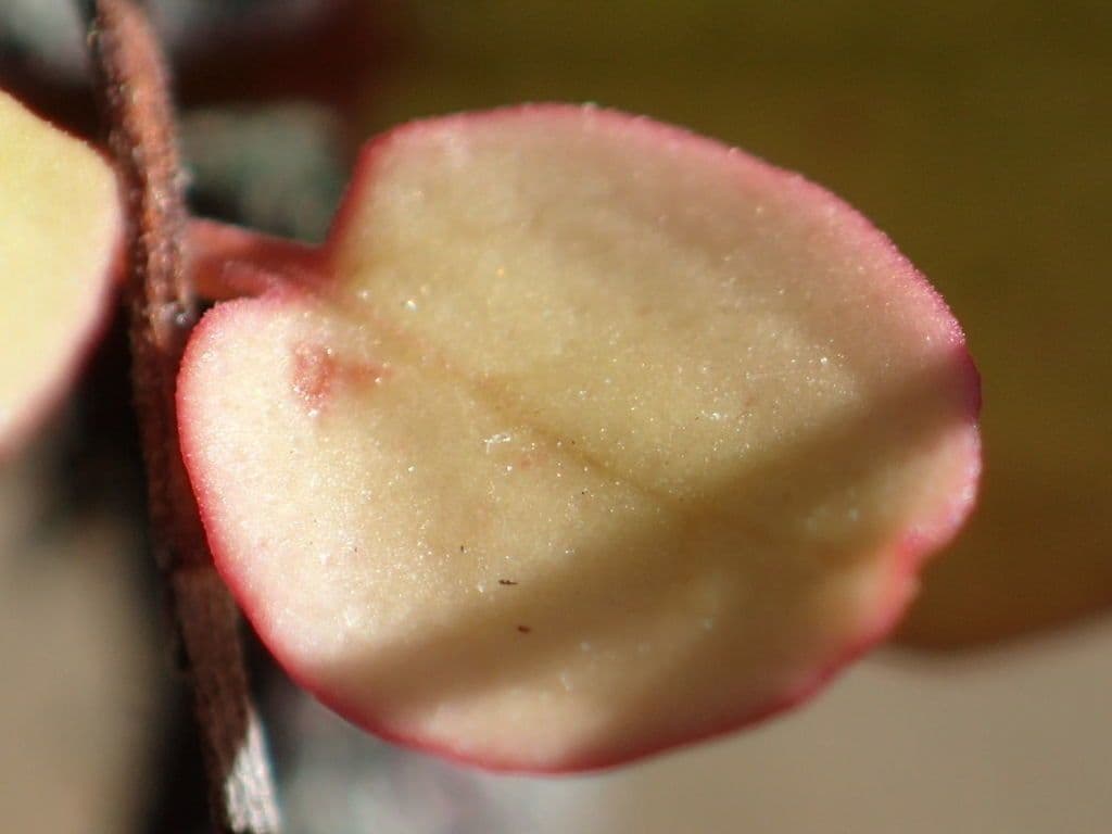 Muehlenbeckia complexa 4