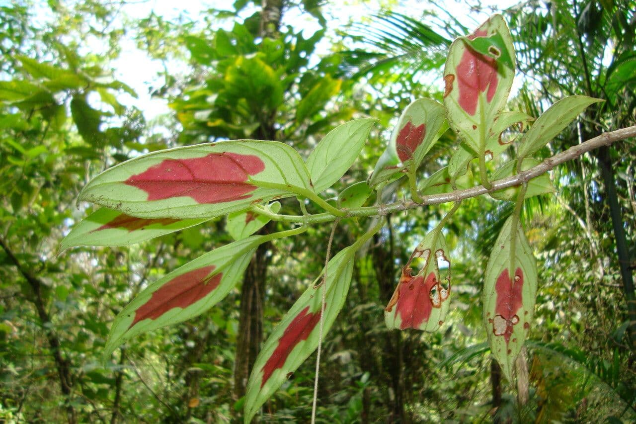 Nematanthus 3