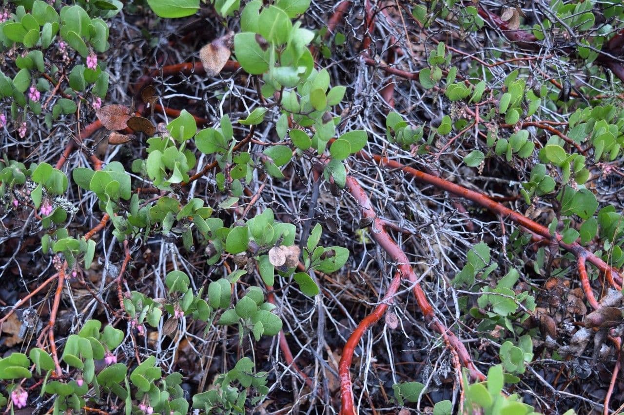 Manzanita 24