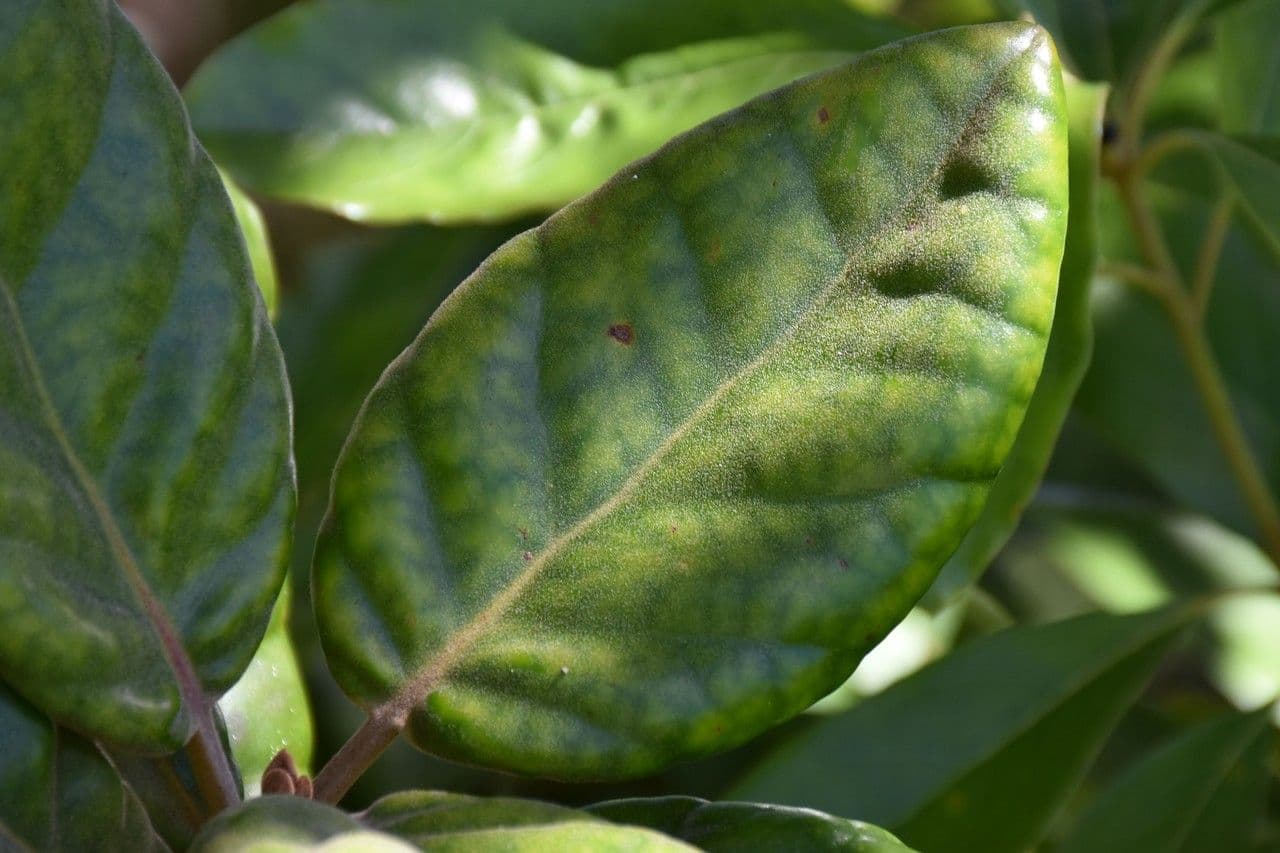 Eugenia 5