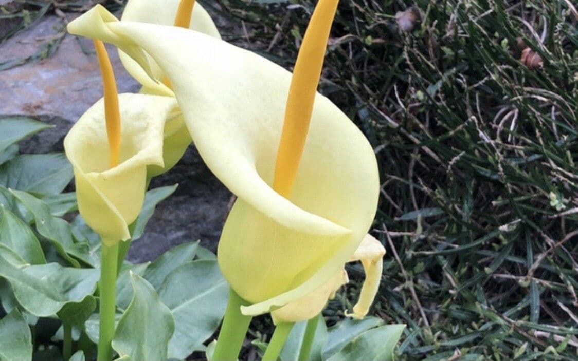 Arum 3