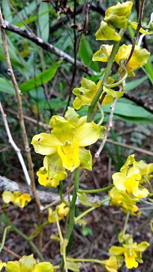 Cyrtopodium
