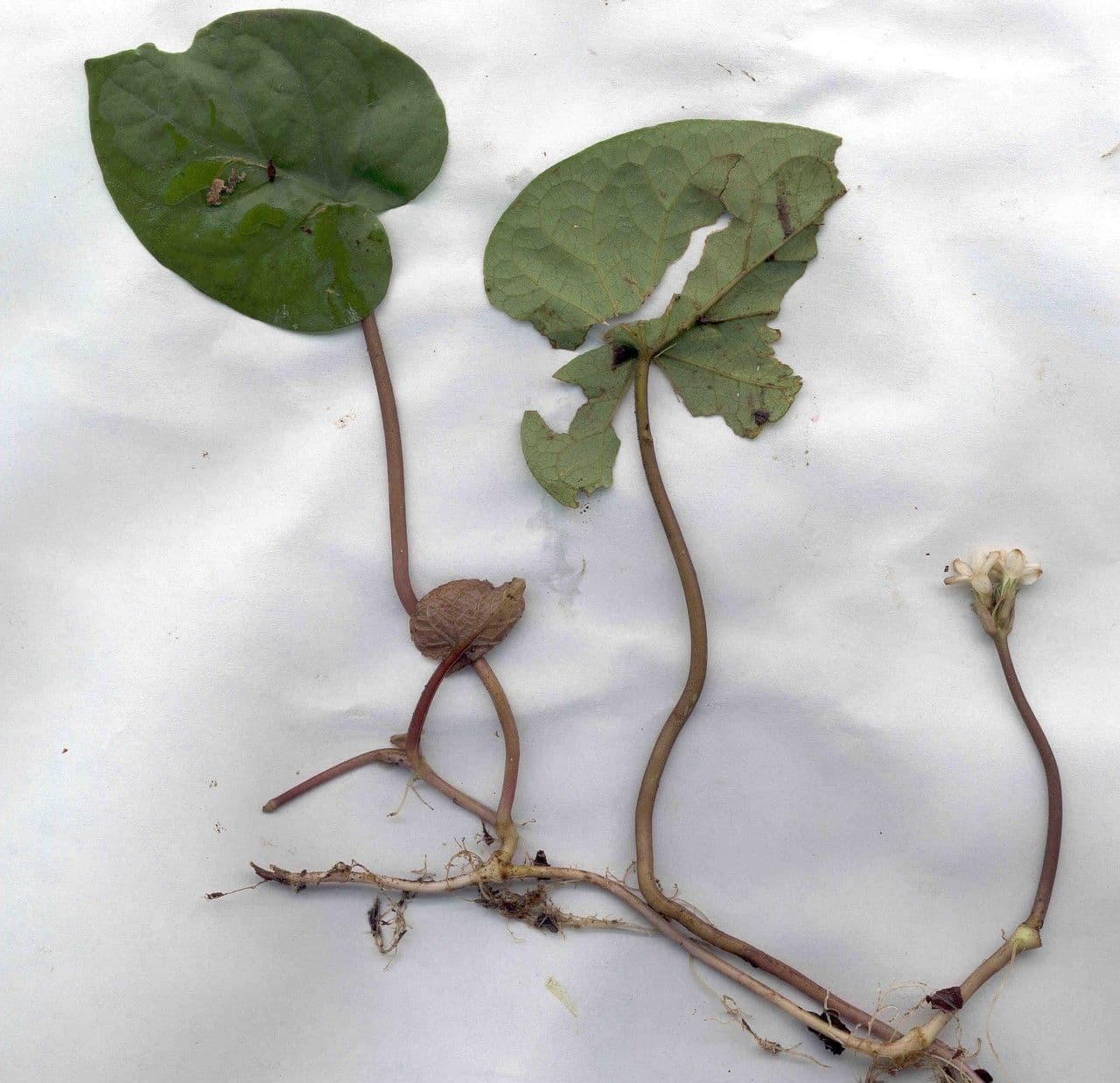 Geophila 13