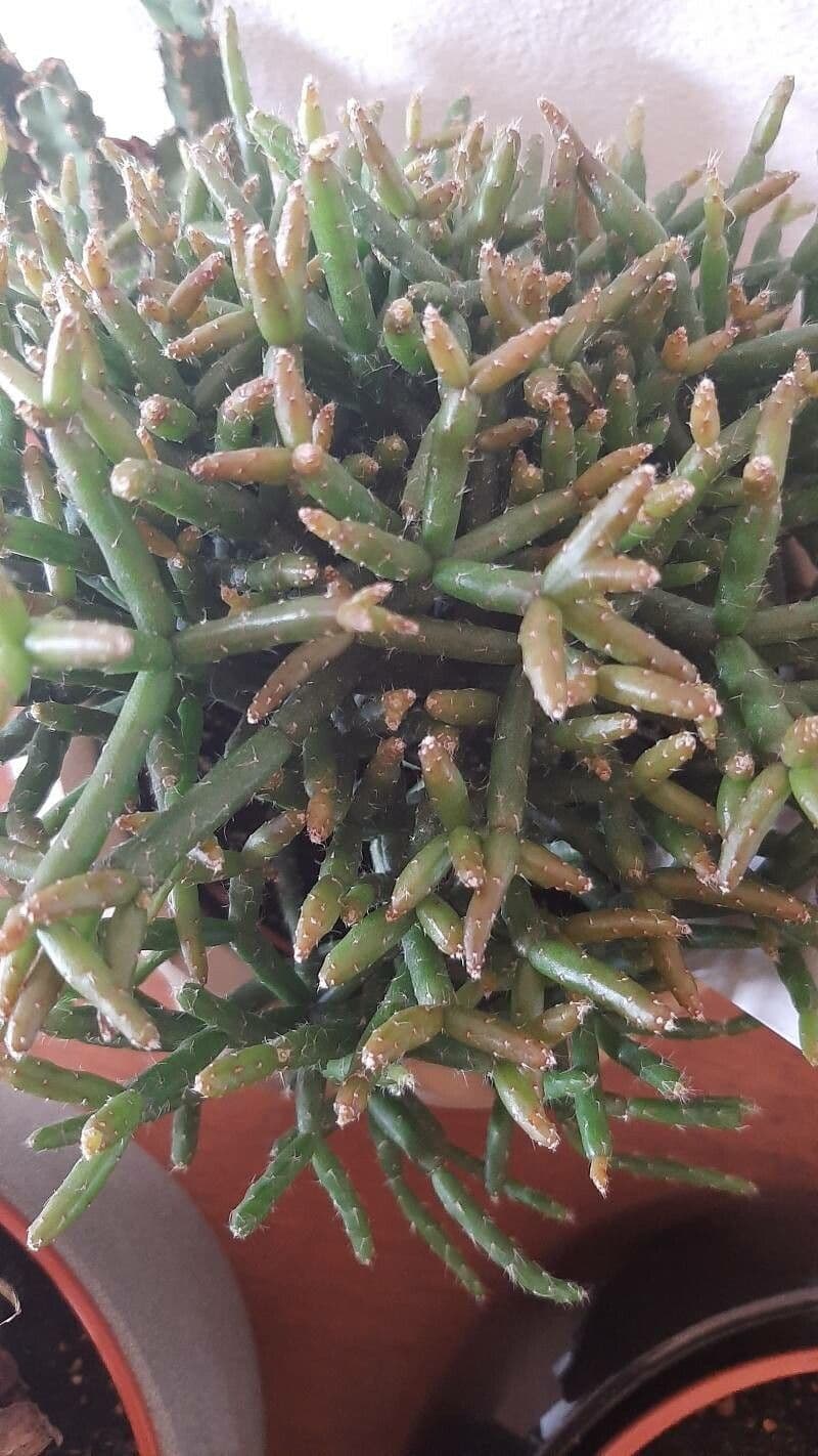 Rhipsalis 3