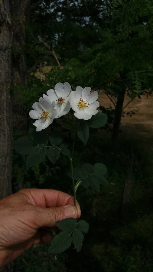 Rosa tomentosa 9