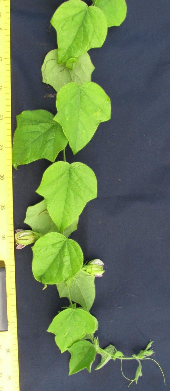 Passiflora 22