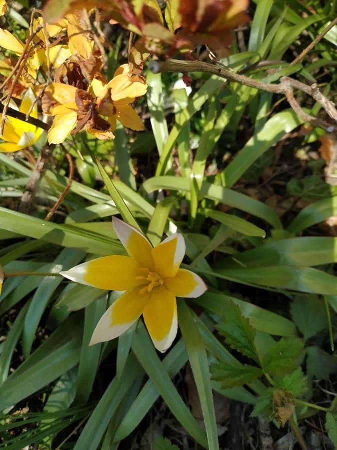 Tulipano selvatico 27