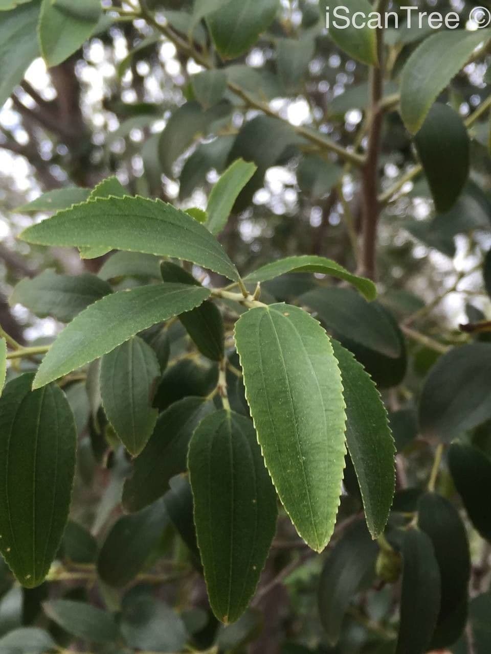 Ziziphus 9