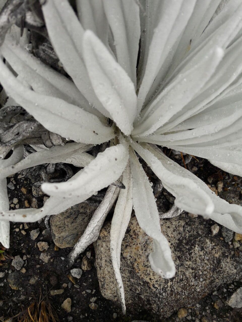 Senecio 21