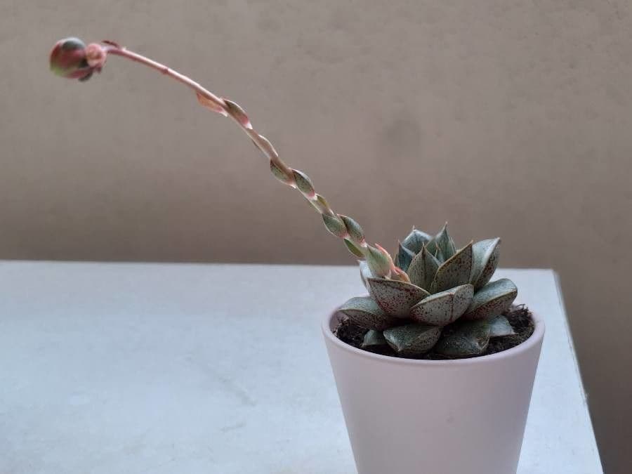 Echeveria 4