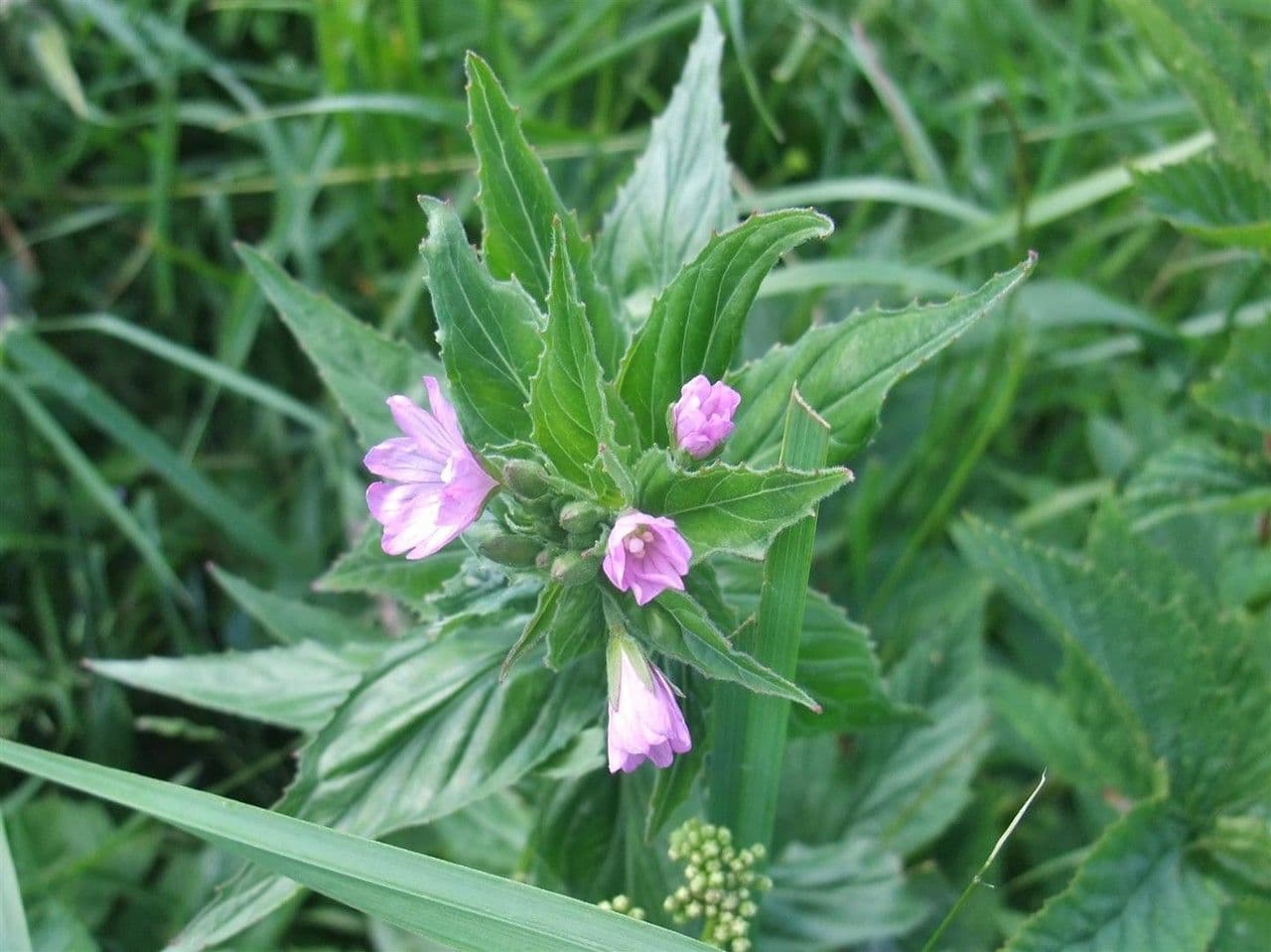 Epilobium alpestre 12